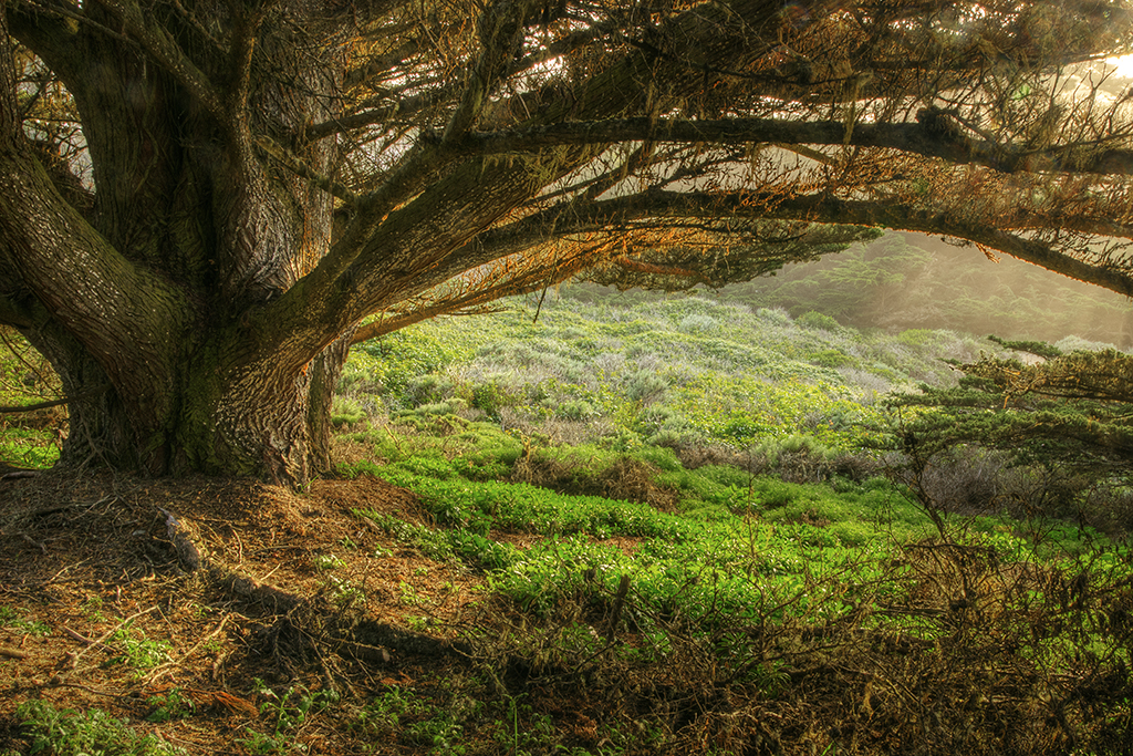 Point Lobos Cypress
